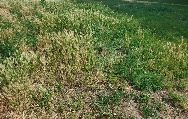 Informace k seči travnatých ploch